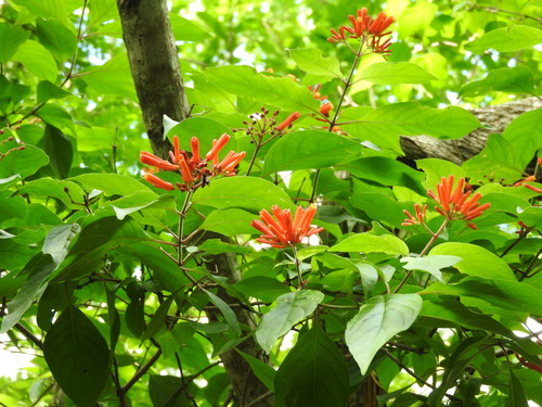 Firebush