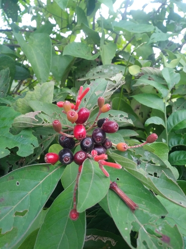 Firebush