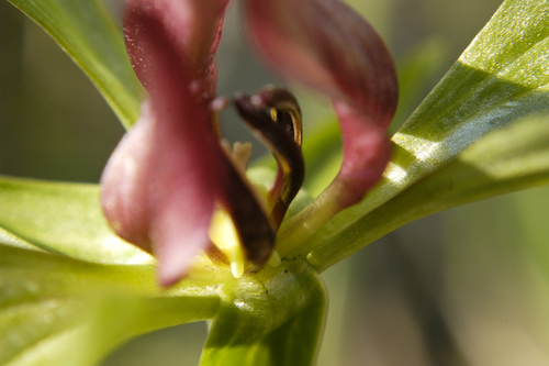 prairie trillium