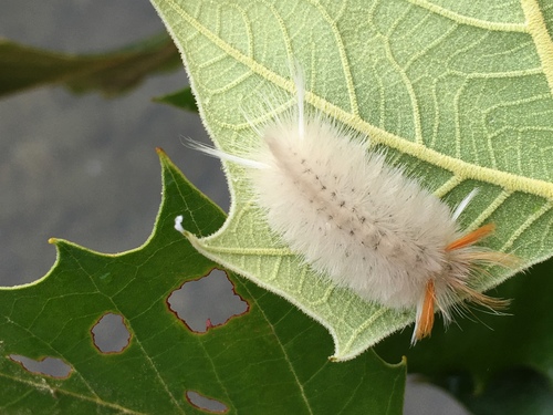 Sycamore Tussock Moth