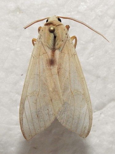 Sycamore Tussock Moth