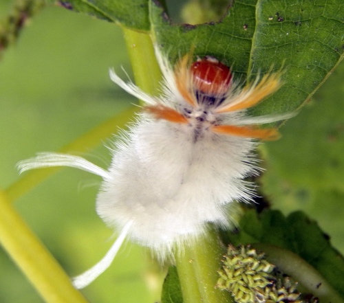 Sycamore Tussock Moth