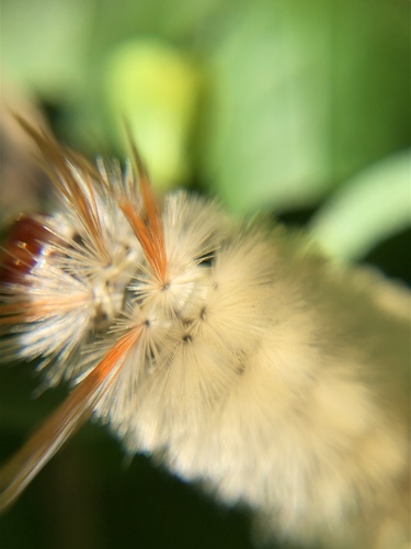 Sycamore Tussock Moth