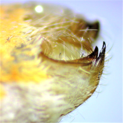 Sycamore Tussock Moth