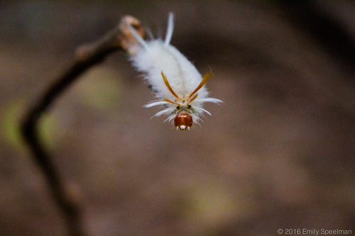 Sycamore Tussock Moth