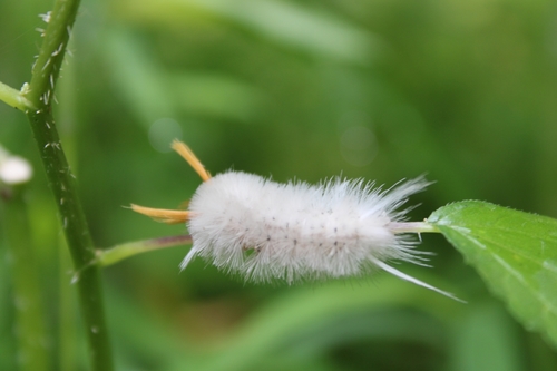 Sycamore Tussock Moth