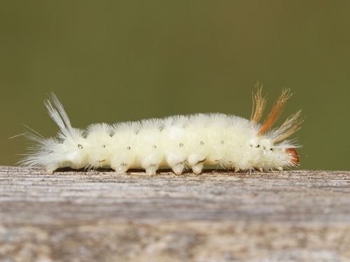 Sycamore Tussock Moth