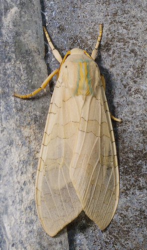 Sycamore Tussock Moth