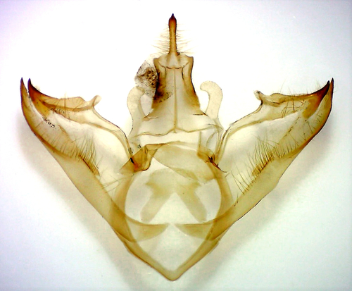 Sycamore Tussock Moth