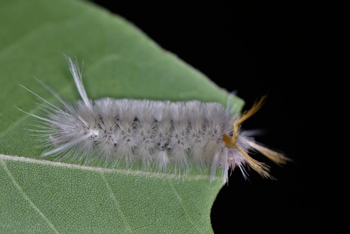 Sycamore Tussock Moth