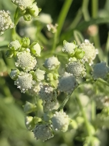 Santa Maria feverfew