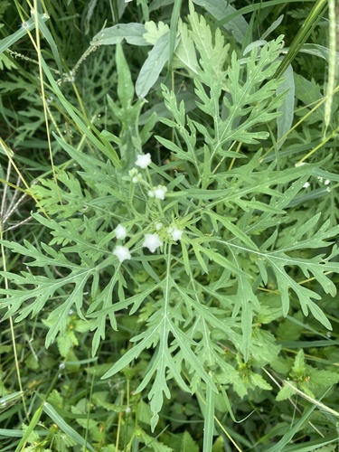 Santa Maria feverfew