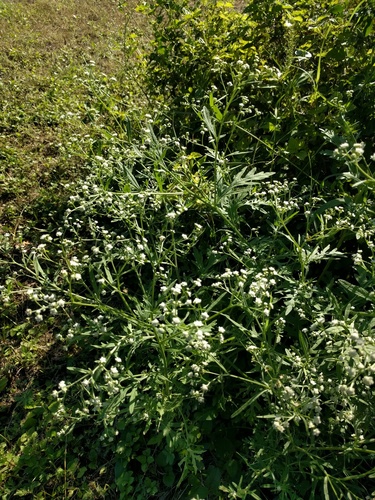 Santa Maria feverfew