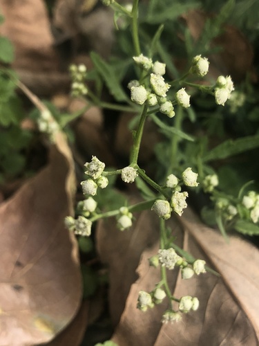 Santa Maria feverfew