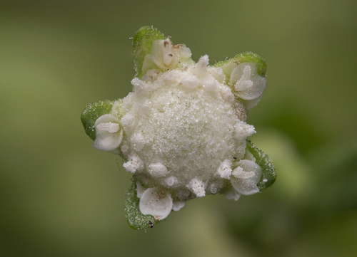 Santa Maria feverfew