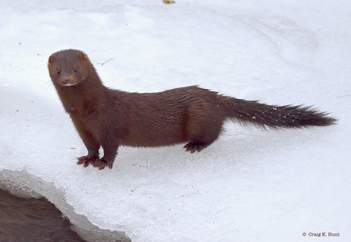 American Mink