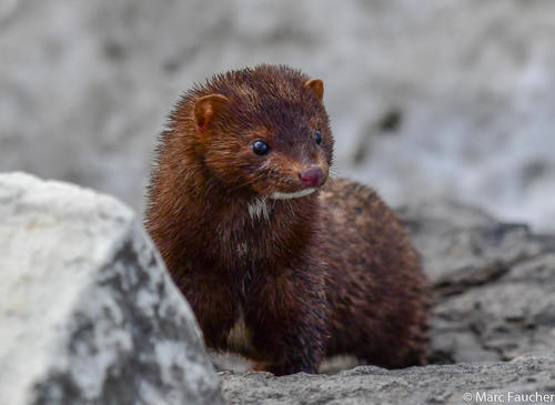 American Mink