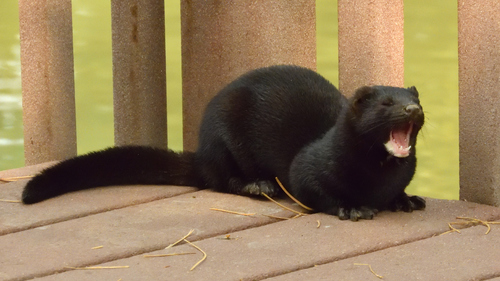 American Mink