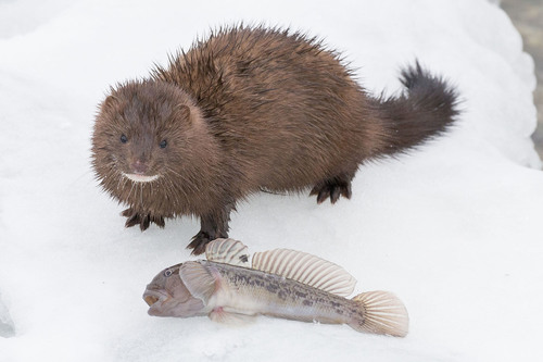 American Mink