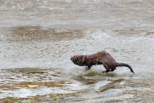 American Mink