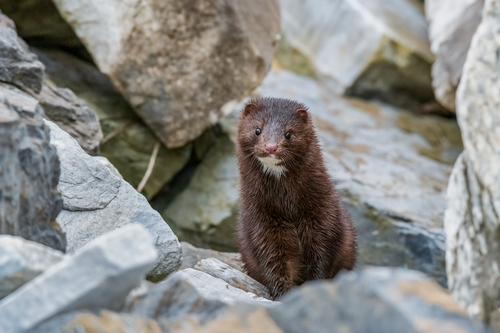 American Mink