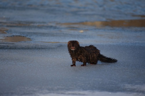 American Mink