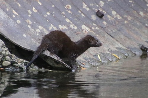 American Mink