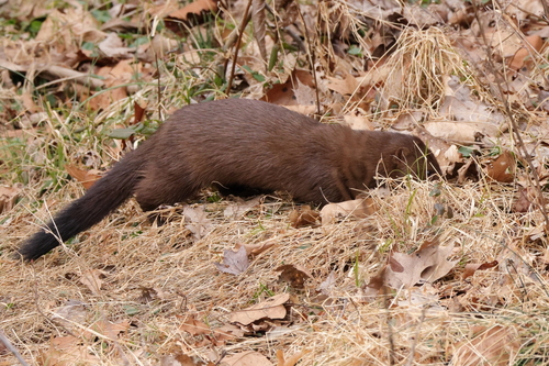 American Mink