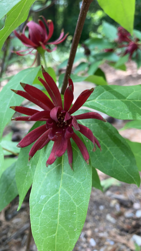 Carolina sweetshrub