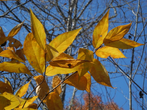 Carolina sweetshrub