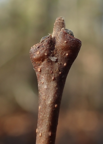 Carolina sweetshrub