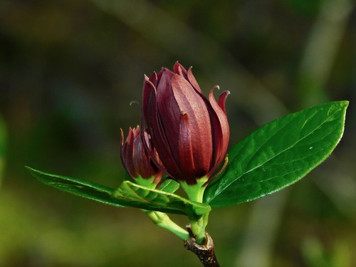 Carolina sweetshrub