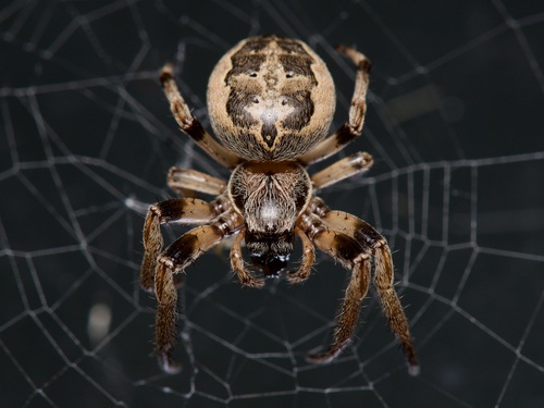 Furrow Orbweaver