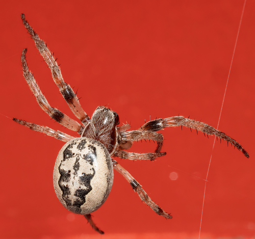 Furrow Orbweaver
