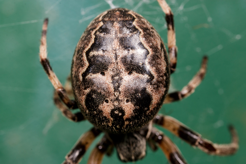 Furrow Orbweaver