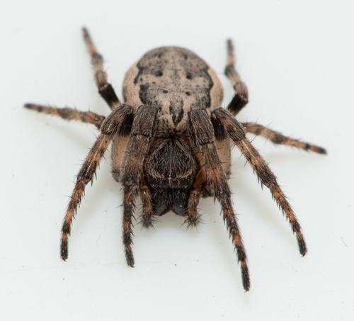Furrow Orbweaver