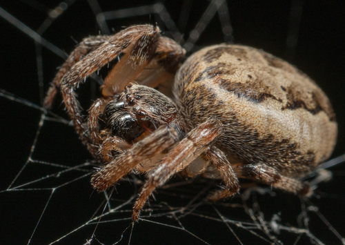 Furrow Orbweaver