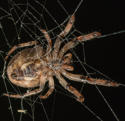 Furrow Orbweaver