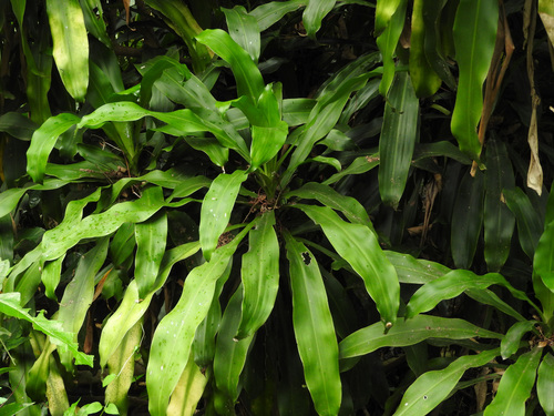 cornstalk dracaena