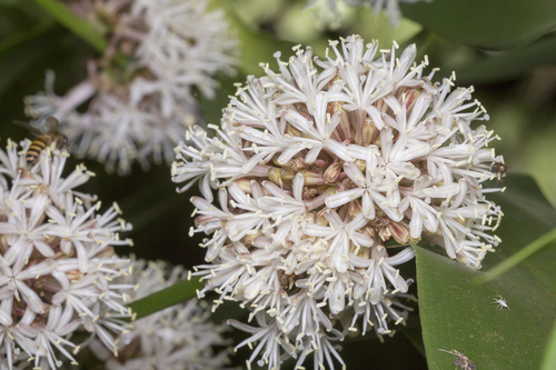 cornstalk dracaena