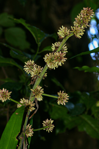 cornstalk dracaena