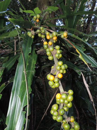 cornstalk dracaena