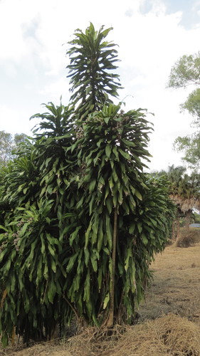 cornstalk dracaena