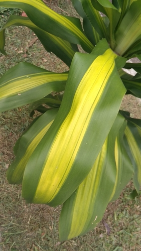 cornstalk dracaena
