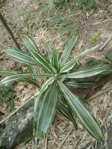 cornstalk dracaena