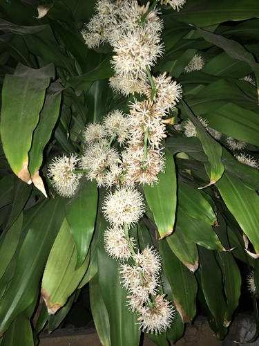 cornstalk dracaena