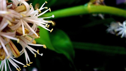 cornstalk dracaena