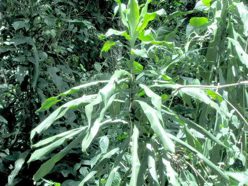cornstalk dracaena