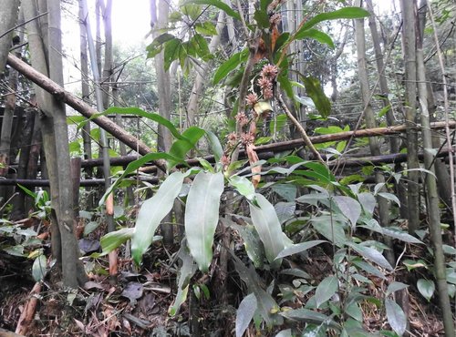 cornstalk dracaena