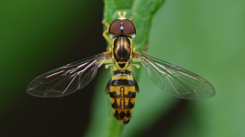 Eastern Calligrapher